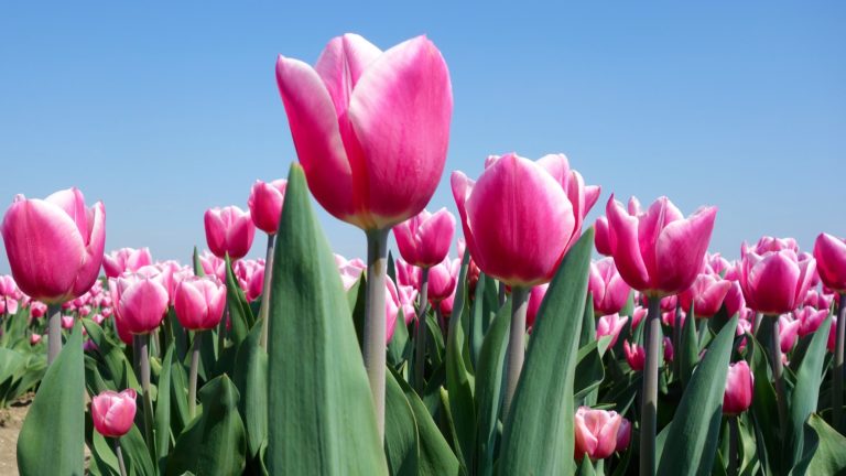 „Willkommen in Holland“